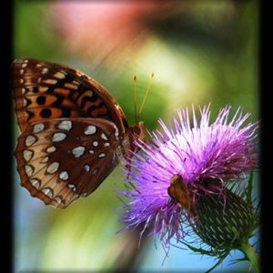 Meet your Posher, Crystal